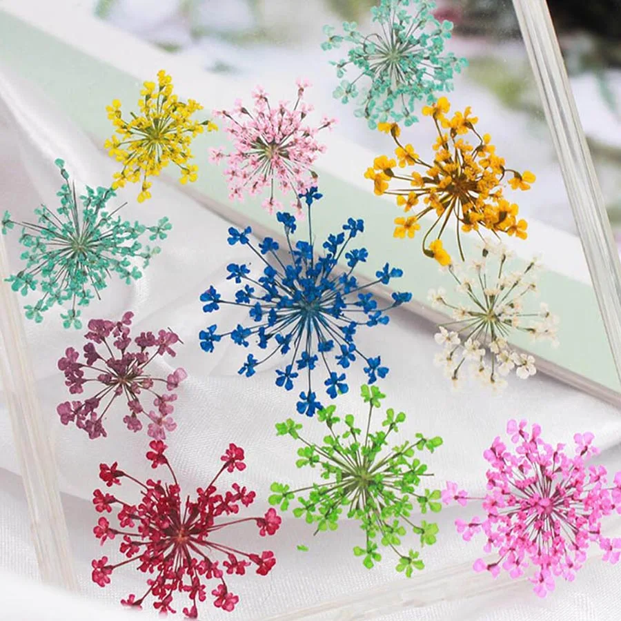 Body Jewelry Display Case - 60pcs Pressed Dried 20-25mm Ammi Majus