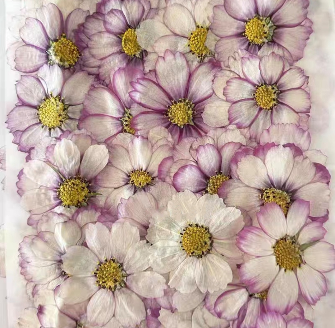 Body Jewelry Display Case - 60pcs Pressed Dried Cosmos Flower Plant