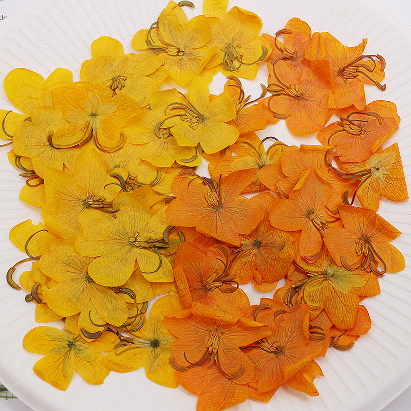 Body Jewelry Display Case - 60pcs Dried Pressed Yellow/Orange Cassia Flower