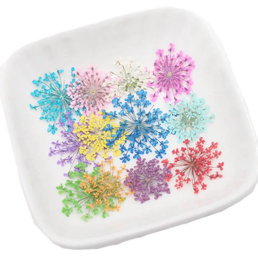 60pcs Pressed Dried 20-25mm Am - Body Jewelry Display Case ulasan dan harga