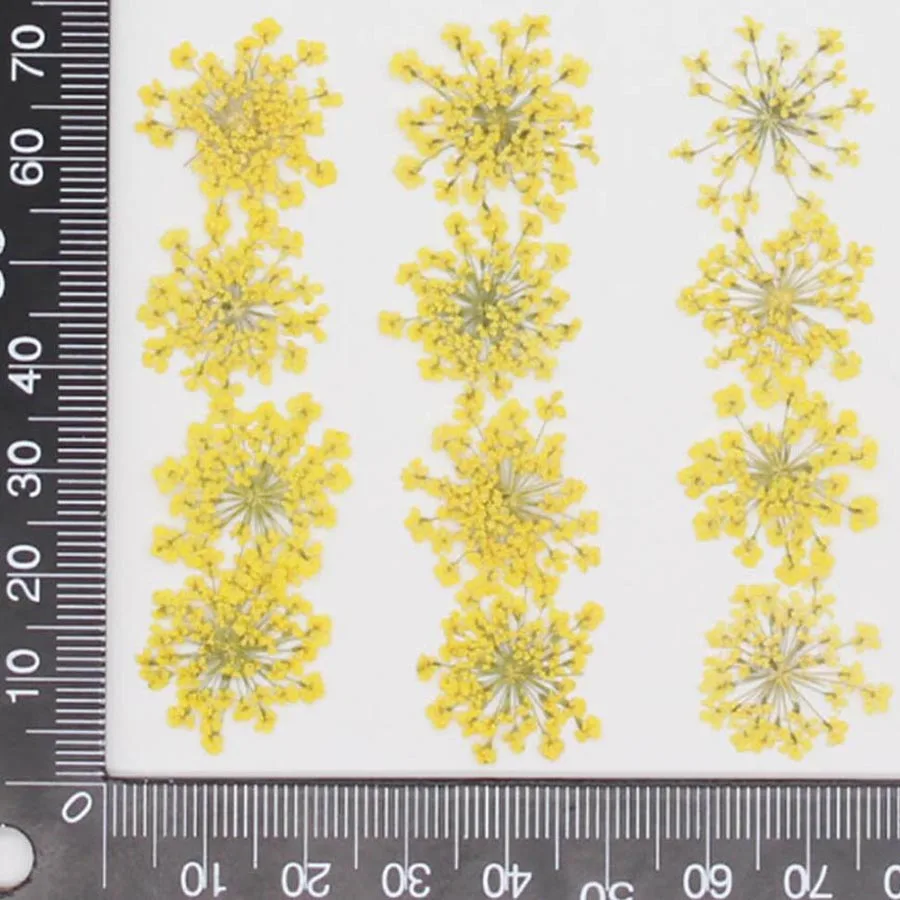 60pcs Pressed Dried 20-25mm Am - Body Jewelry Display Case ulasan dan harga