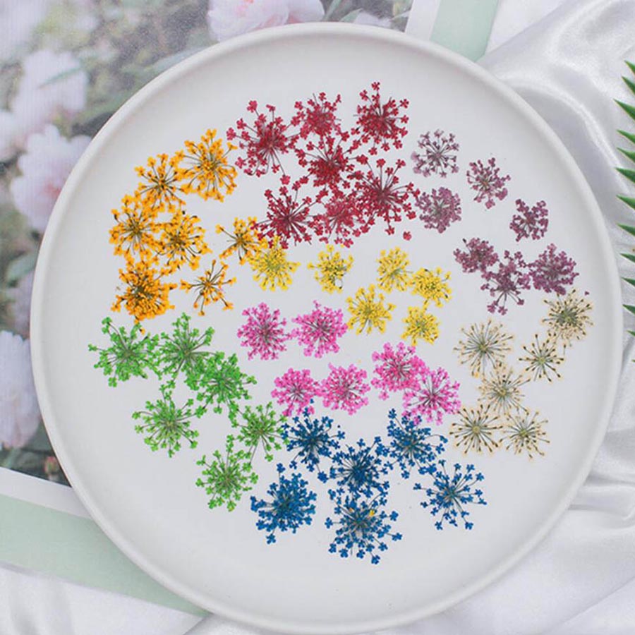 60pcs Pressed Dried 15-20mm Am - Body Jewelry Display Case ulasan dan harga
