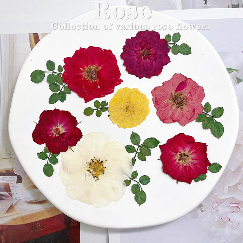 60pcs Pressed Dried Red Yellow - Body Jewelry Display Case ulasan dan harga