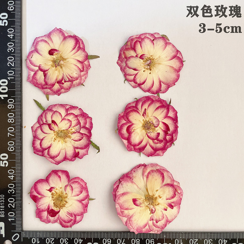 60pcs Pressed Dried Red Yellow - Body Jewelry Display Case ulasan dan harga