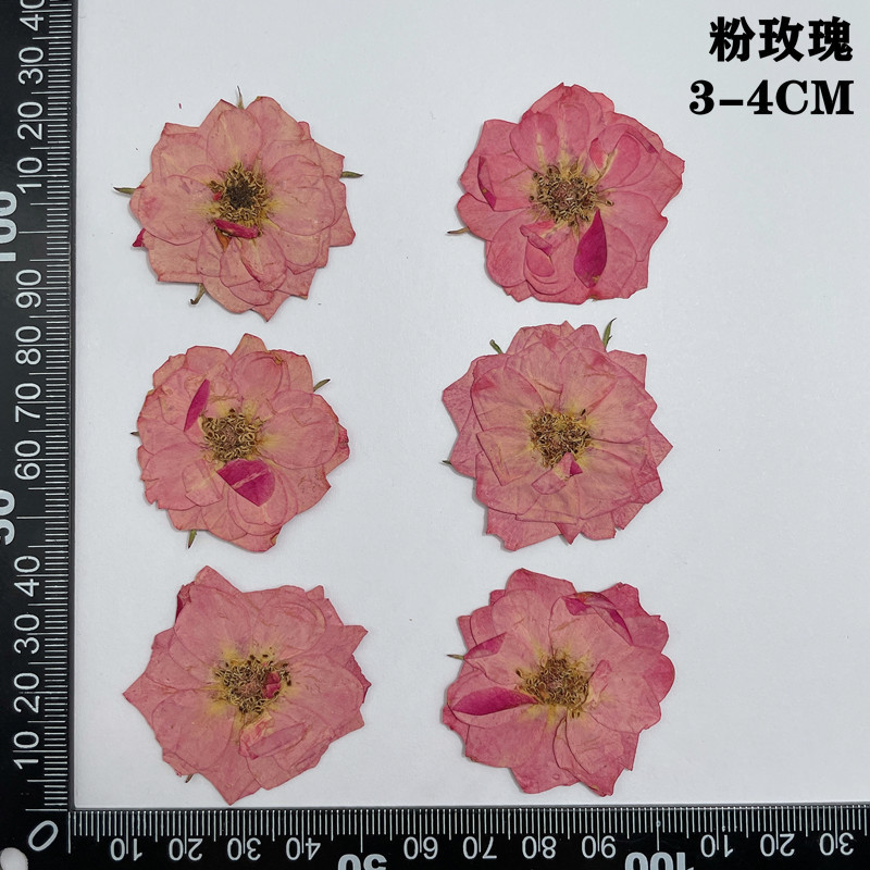 60pcs Pressed Dried Red Yellow - Body Jewelry Display Case ulasan dan harga