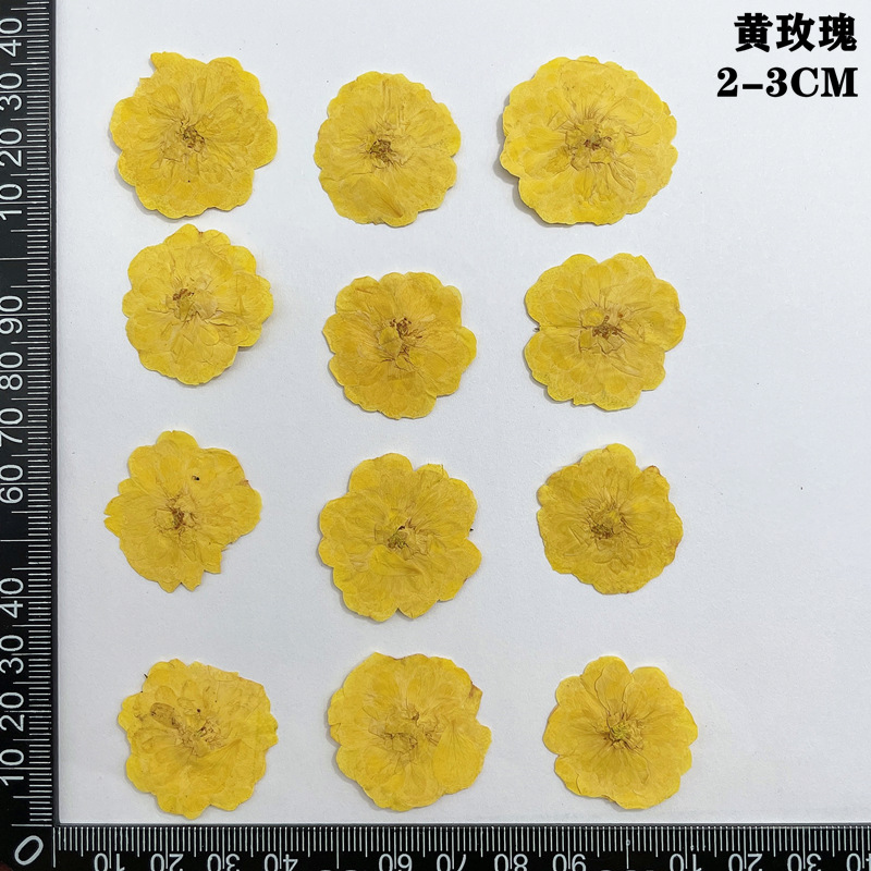 60pcs Pressed Dried Red Yellow - Body Jewelry Display Case ulasan dan harga