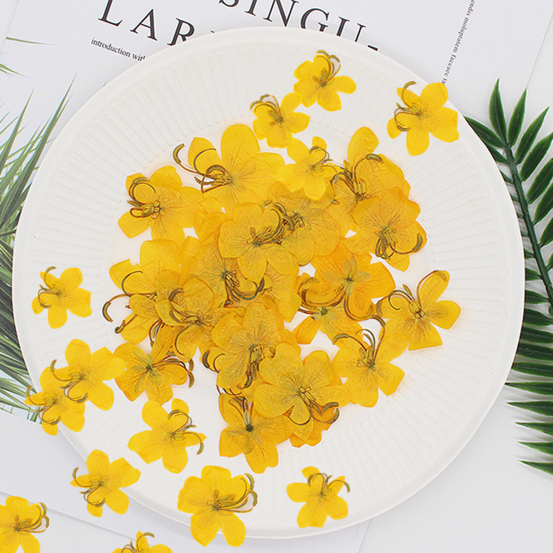 60pcs Dried Pressed Yellow/Ora - Body Jewelry Display Case ulasan dan harga