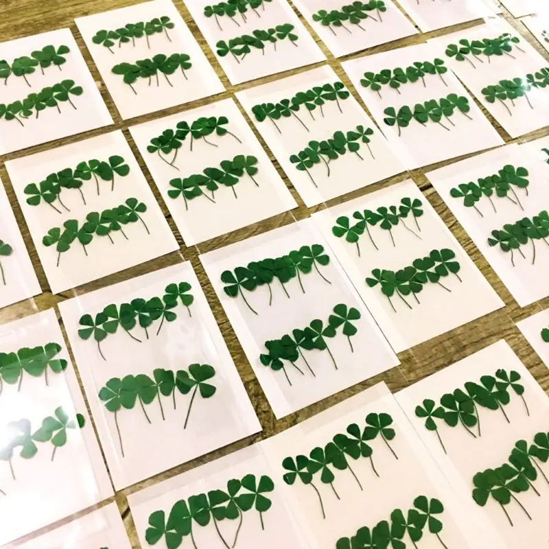 12Pcs Lucky Dried Leaf Clover  - Body Jewelry Display Case ulasan dan harga