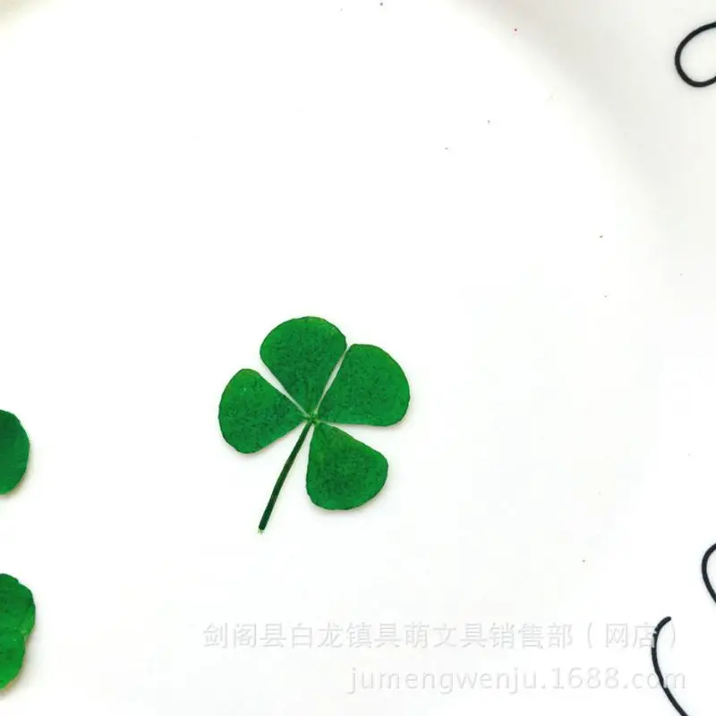 12Pcs Lucky Dried Leaf Clover  - Body Jewelry Display Case ulasan dan harga