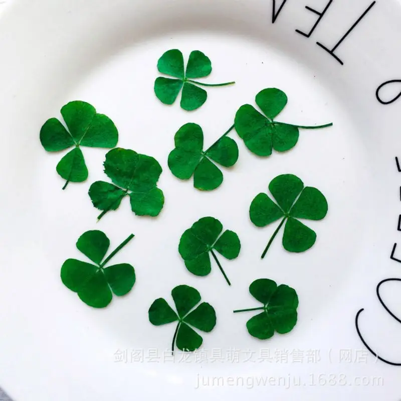 12Pcs Lucky Dried Leaf Clover  - Body Jewelry Display Case ulasan dan harga